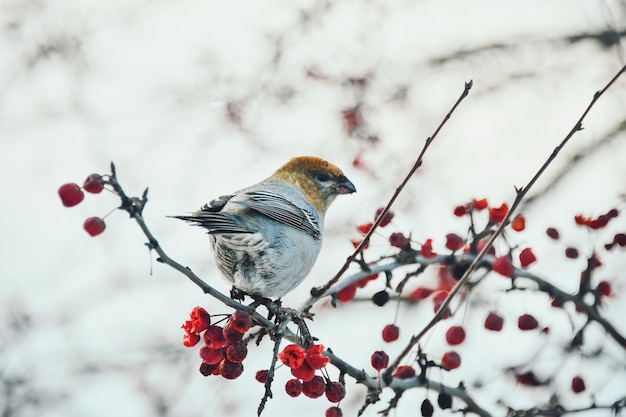 木の上に座っている鳥のクローズアップ