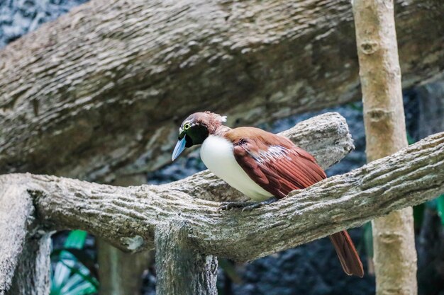 Photo close-up of bird perching on tree