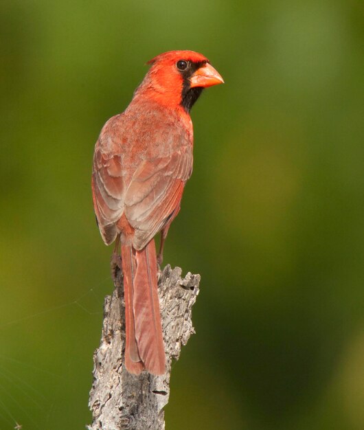 Close-up of bird perching on a tree