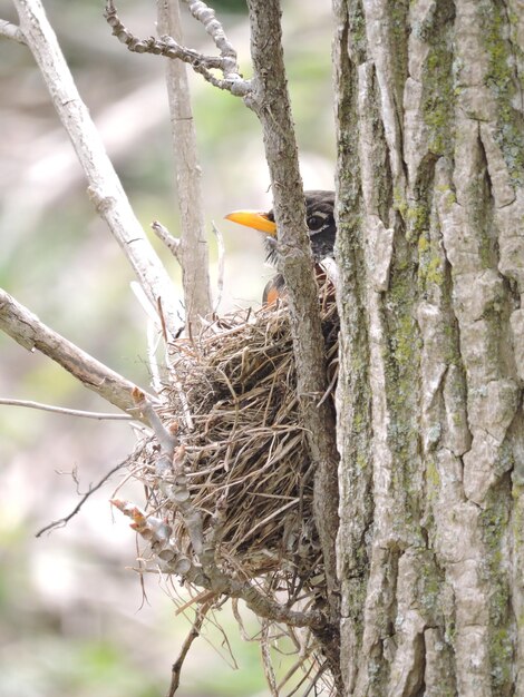 Photo close-up of bird perching on tree