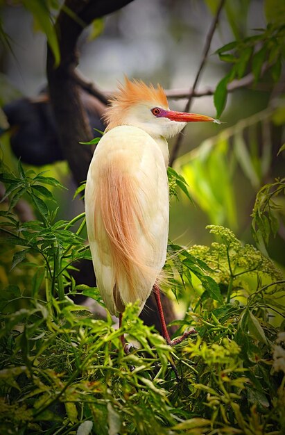 Close-up of bird perching on tree