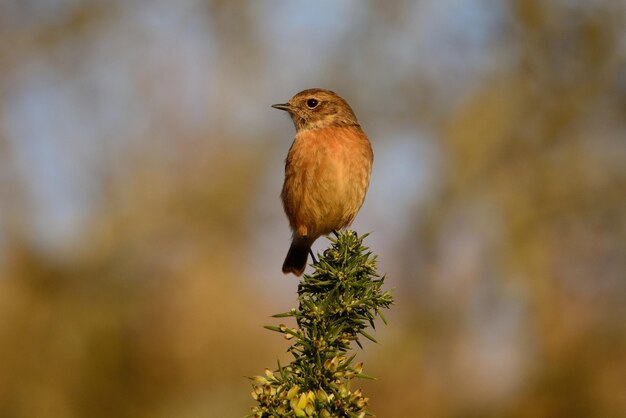 Close-up of bird perching on tree