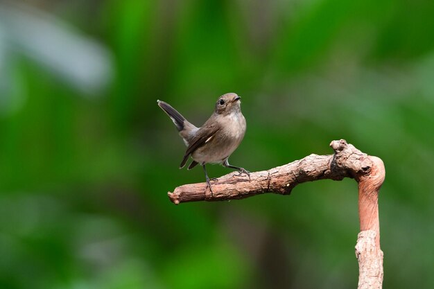 Photo close-up of bird perching on tree