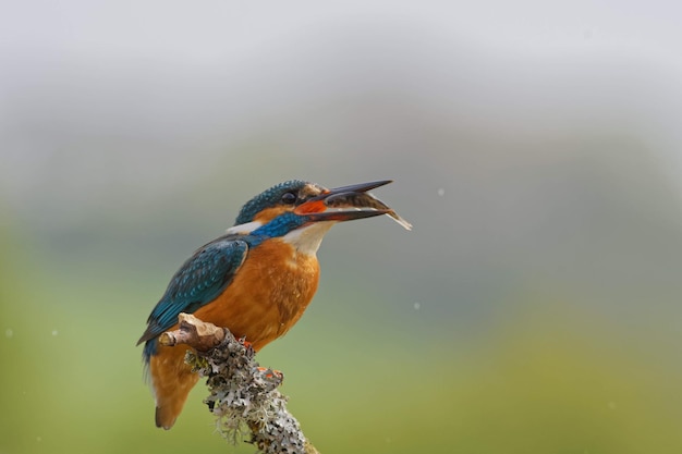 Foto close-up di un uccello appollaiato su un albero