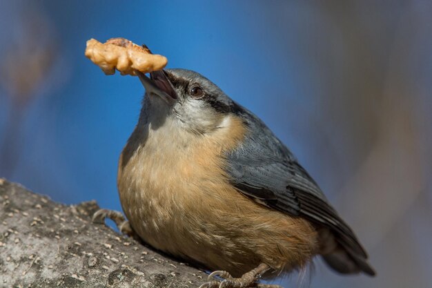 Photo close-up of bird perching on tree