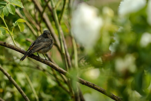 Photo close-up of bird perching on tree