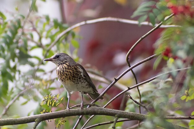 木の上に座っている鳥のクローズアップ