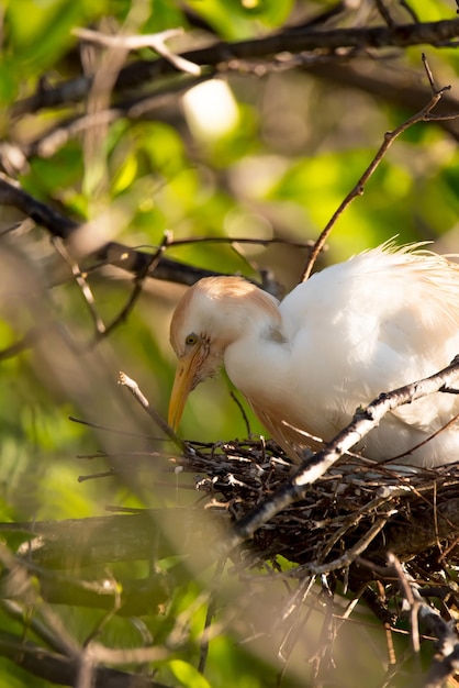 Photo close-up of bird perching on tree