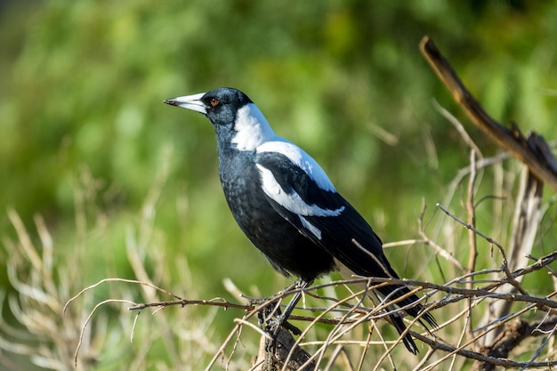木の上に座っている鳥のクローズアップ