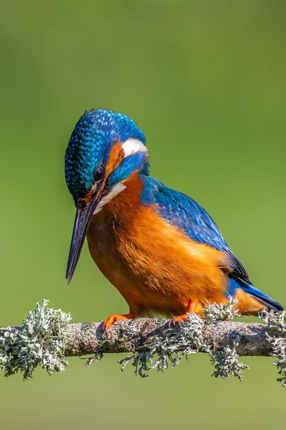 Foto close-up di un uccello appoggiato su un albero