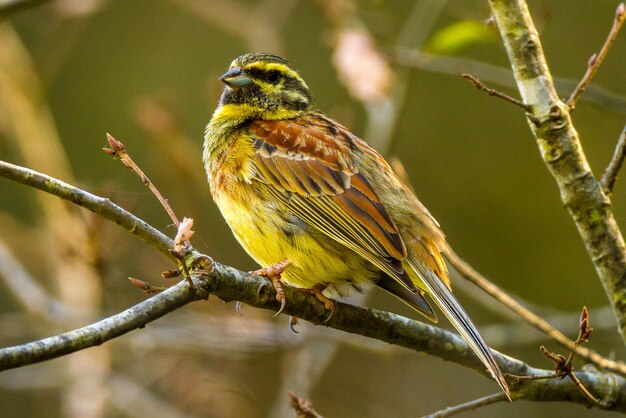 木の上に座っている鳥のクローズアップ