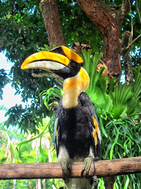 Close-up of bird perching on a tree