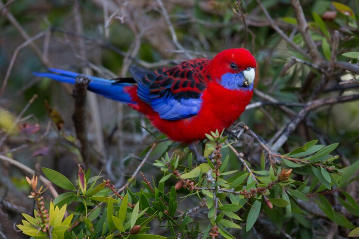 Photo close-up of bird perching on tree