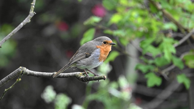木に座っている鳥のクローズアップ