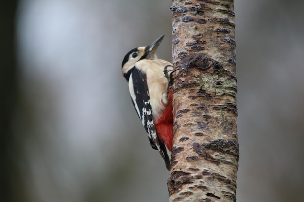 Photo close-up of bird perching on tree