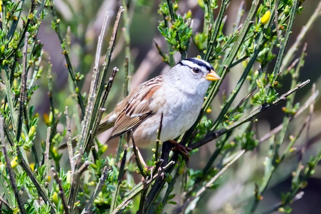 Photo close-up of bird perching on tree