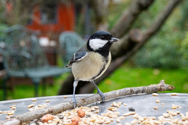 Close-up of bird perching on a tree