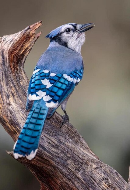 Photo close-up of bird perching on tree