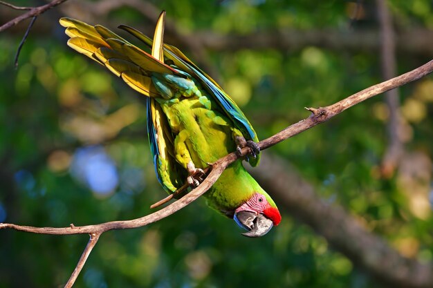 Photo close-up of bird perching on tree