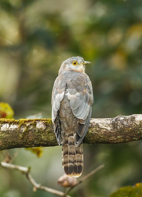 Photo close-up of bird perching on tree