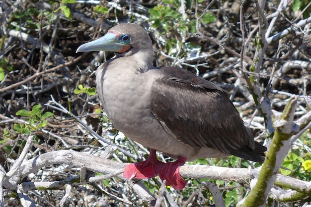 Photo close-up of bird perching on tree