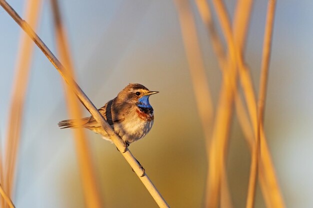 枝 に 座っ て いる 鳥 の クローズアップ