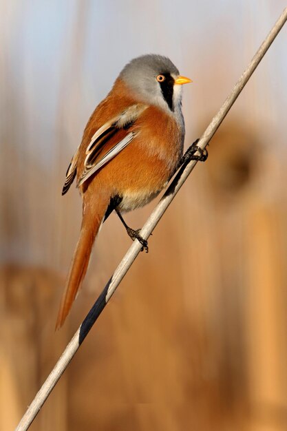 Photo close-up of bird perching on twig