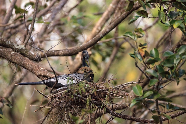 Photo close-up of bird perching on twig