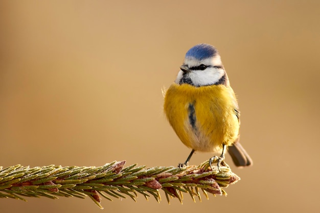 枝 に 座っ て いる 鳥 の クローズアップ