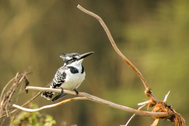 Close-up of bird perching on twig