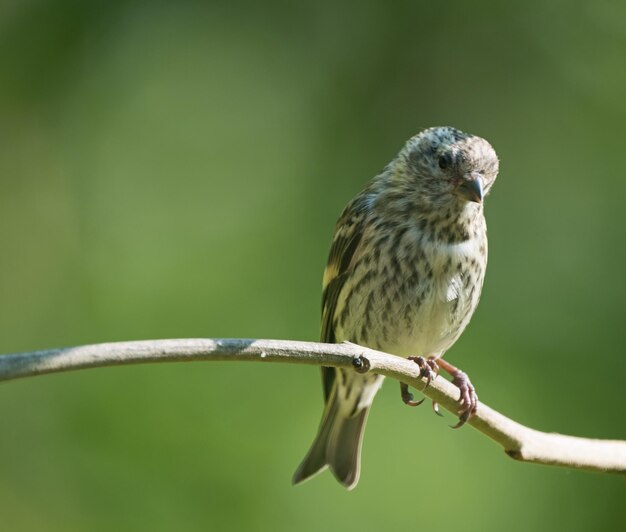 Photo close-up of bird perching on twig