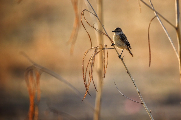 Photo close-up of bird perching on twig