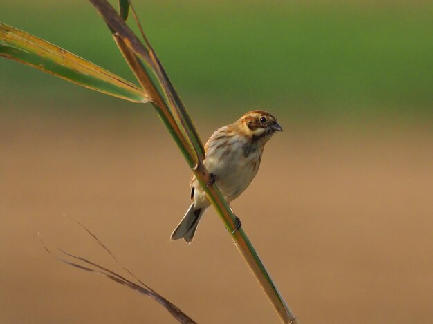 枝 に 座っ て いる 鳥 の クローズアップ