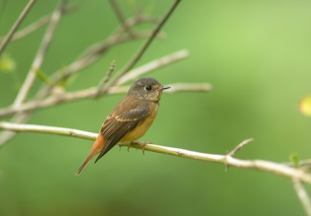 枝 に 座っ て いる 鳥 の クローズアップ