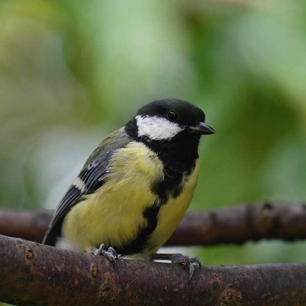 枝 に 座っ て いる 鳥 の クローズアップ