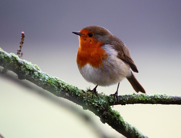 Photo close-up of bird perching on twig