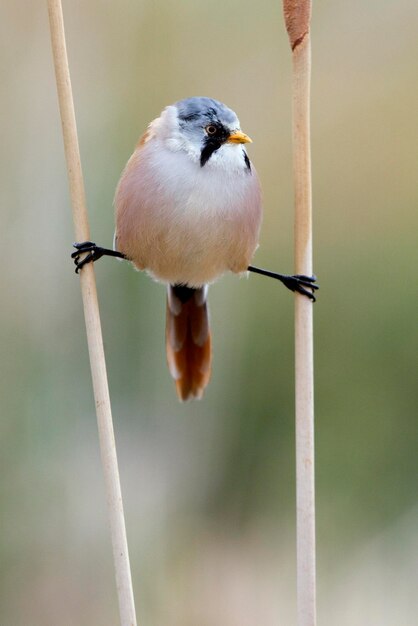 Photo close-up of bird perching on twig