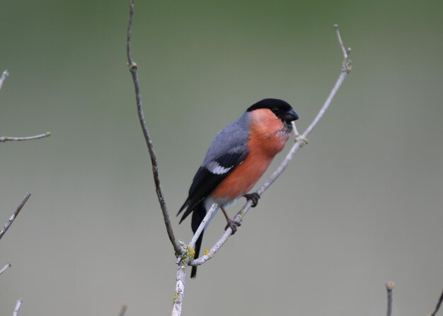 Close-up of bird perching on twig