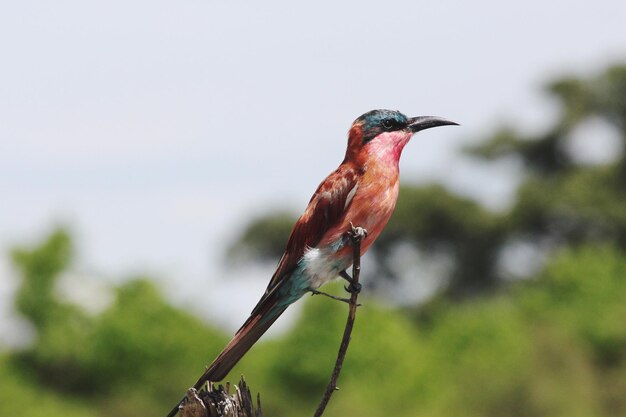 Close-up of bird perching on twig