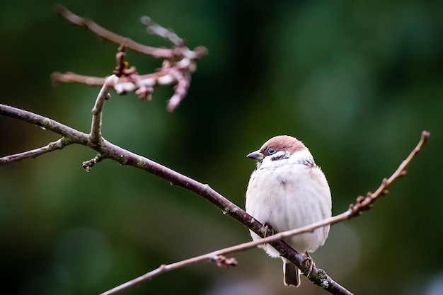 Close-up of bird perching on twig