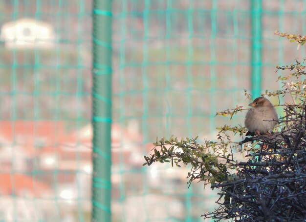 Close-up of bird perching on wall