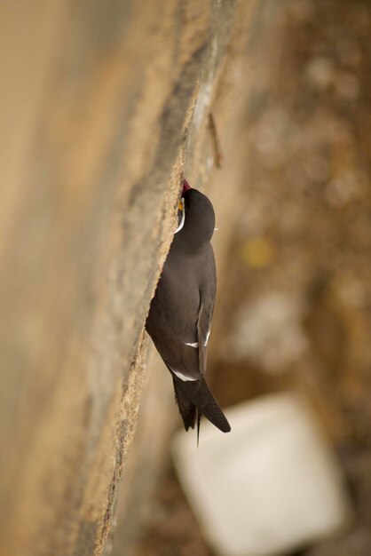 Foto close-up di un uccello appoggiato al muro