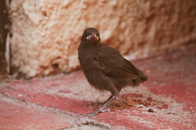 Close-up di un uccello appoggiato al muro