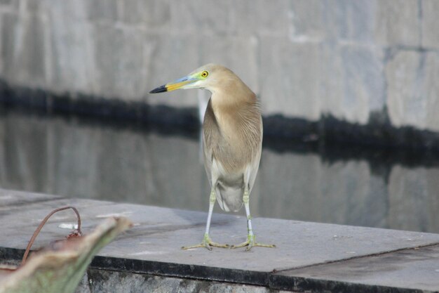 Photo close-up of bird perching on wall