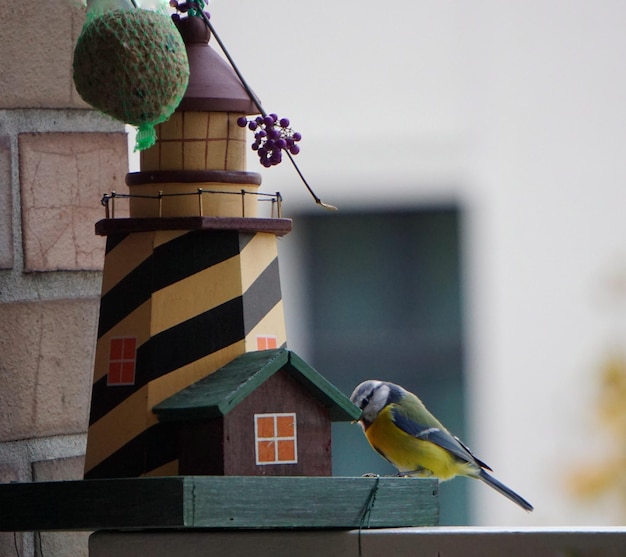 Foto prossimo piano di un uccello appollaiato sul muro