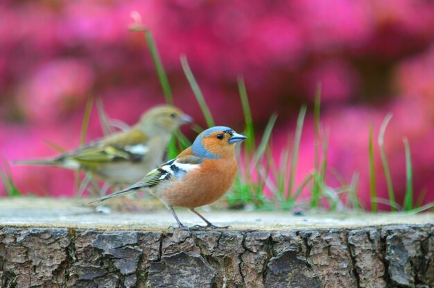 Close-up of bird perching on wall