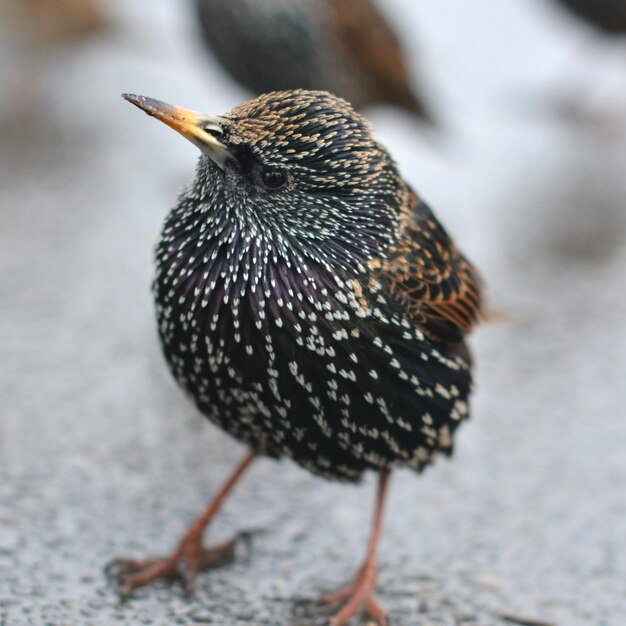 Close-up of bird perching on wall