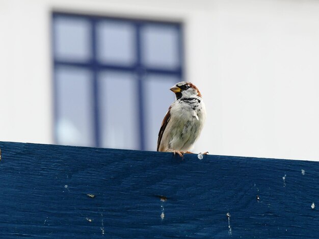 Photo close-up of bird perching on wall