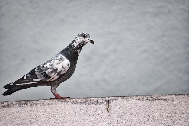 Photo close-up of bird perching on wall