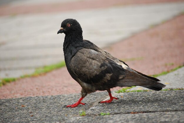 壁に座っている鳥のクローズアップ